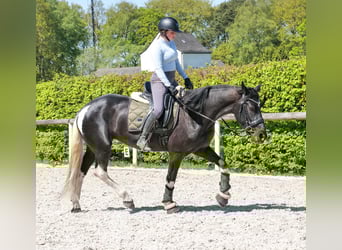 Cruzado, Giumenta, 6 Anni, 150 cm, Pezzato