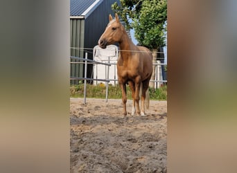 Cruzado, Giumenta, 6 Anni, 151 cm, Palomino