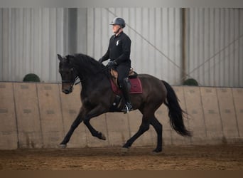 Cruzado, Giumenta, 6 Anni, 162 cm, Baio scuro