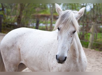 Cruzado, Giumenta, 7 Anni, 155 cm, Grigio