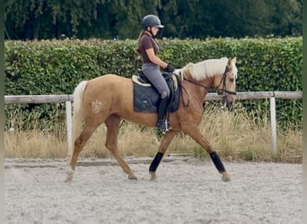 Cruzado, Giumenta, 7 Anni, 155 cm, Palomino