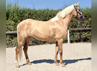 Cruzado, Giumenta, 7 Anni, 155 cm, Palomino