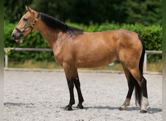 Cruzado, Giumenta, 7 Anni, 160 cm, Falbo