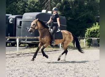 Cruzado, Giumenta, 7 Anni, 160 cm, Falbo