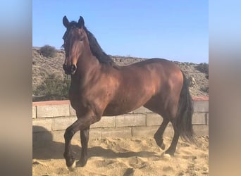 Cruzado, Giumenta, 7 Anni, 165 cm, Baio