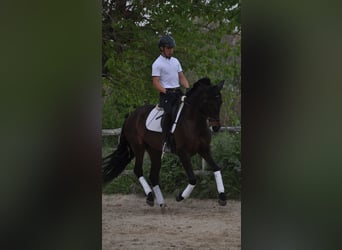 Cruzado Mix, Giumenta, 7 Anni, 169 cm, Baio scuro