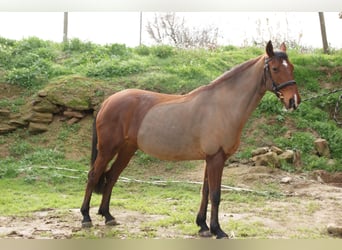 Cruzado, Giumenta, 8 Anni, 153 cm, Baio chiaro