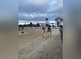 Cruzado Mix, Giumenta, 8 Anni, 161 cm, Cremello