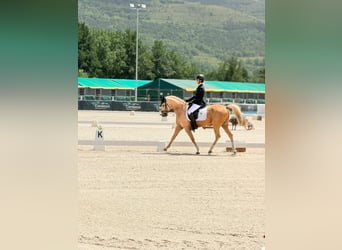Cruzado Mix, Giumenta, 9 Anni, 148 cm, Palomino