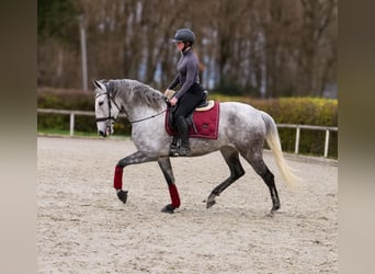 Cruzado, Giumenta, 9 Anni, 155 cm, Grigio trotinato