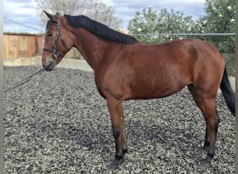 Cruzado, Giumenta, 9 Anni, 162 cm, Baio