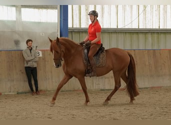 Cruzado, Giumenta, 9 Anni, 162 cm, Sauro