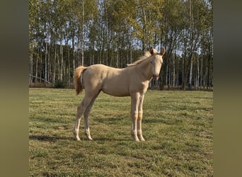 Cruzado, Giumenta, Puledri (02/2026), 160 cm, Perlino