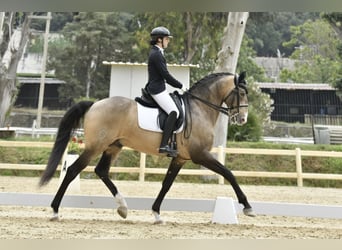 Cruzado, Hengst, 10 Jaar, 160 cm, Buckskin