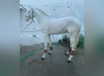 Cruzado, Hengst, 1 Jaar, Cremello