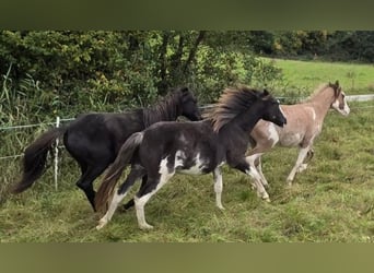 Cruzado, Hengst, 1 Jahr, 155 cm, Overo-alle-Farben