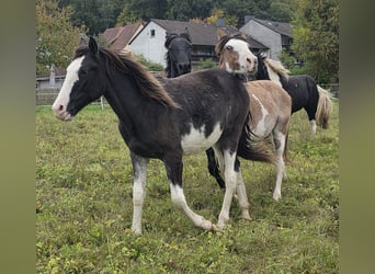 Cruzado, Hengst, 1 Jahr, 155 cm, Overo-alle-Farben