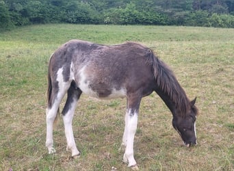 Cruzado, Hengst, 1 Jahr, 155 cm, Overo-alle-Farben