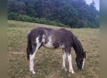 Cruzado, Hengst, 1 Jahr, 155 cm, Overo-alle-Farben