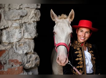 Cruzado, Hengst, 1 Jahr, 165 cm, Cremello