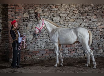 Cruzado, Hengst, 1 Jahr, Cremello