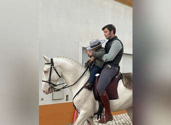 Cruzado, Hengst, 1 Jahr, Cremello