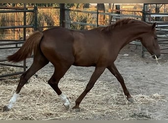 Cruzado, Hengst, 3 Jaar, 155 cm