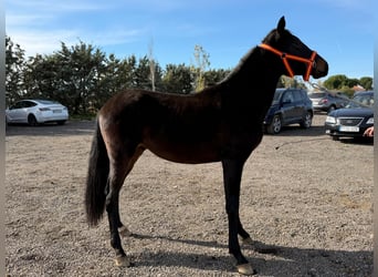 Cruzado Mix, Hengst, 3 Jaar, 160 cm, Donkerbruin