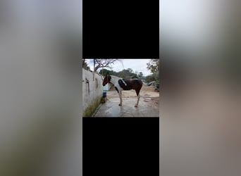Cruzado, Hengst, 3 Jaar, 165 cm, Gevlekt-paard