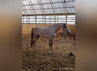 Cruzado, Hengst, 3 Jahre, 154 cm, Pearl