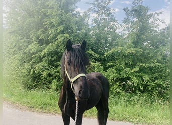 Cruzado, Hengst, 3 Jahre, 155 cm, Rappe