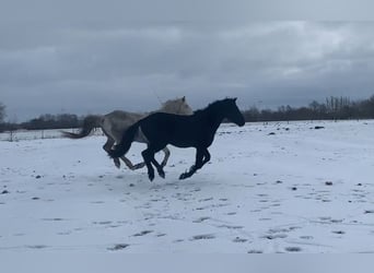 Cruzado, Hengst, 3 Jahre, 156 cm, Rappe