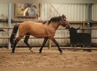 Cruzado, Hengst, 3 Jahre, 157 cm