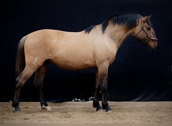 Cruzado, Hengst, 3 Jahre, 157 cm