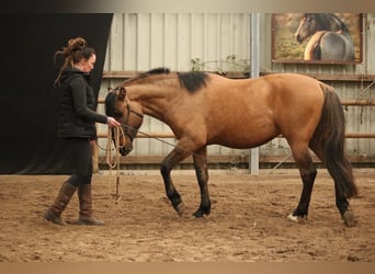 Cruzado, Hengst, 3 Jahre, 157 cm