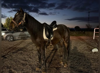 Cruzado Mix, Hengst, 3 Jahre, 160 cm, Dunkelbrauner
