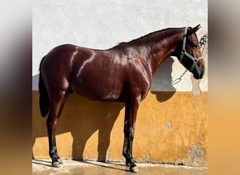 Cruzado, Hengst, 3 Jahre, 162 cm, Brauner