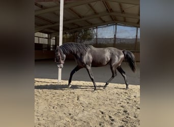 Cruzado, Hengst, 4 Jaar, 164 cm, Zwart