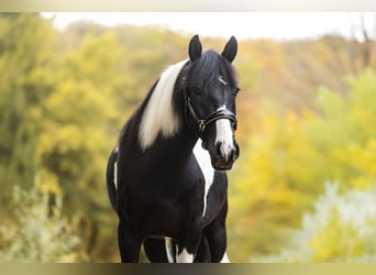 Cruzado, Hengst, 4 Jahre, 154 cm, Schecke