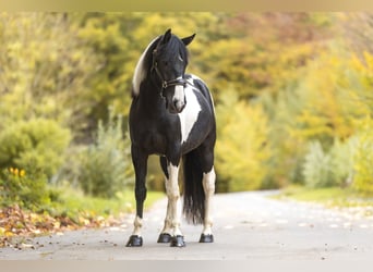 Cruzado, Hengst, 4 Jahre, 154 cm, Schecke