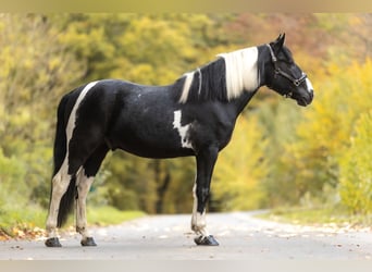 Cruzado, Hengst, 4 Jahre, 154 cm, Schecke