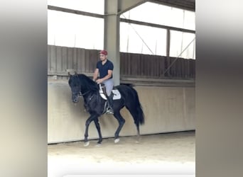 Cruzado, Hengst, 4 Jahre, 164 cm, Rappe