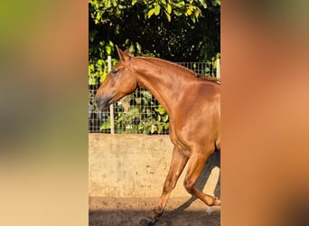 Cruzado, Hengst, 4 Jahre, 170 cm, Fuchs