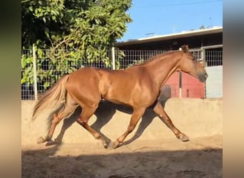 Cruzado, Hengst, 4 Jahre, 170 cm, Fuchs