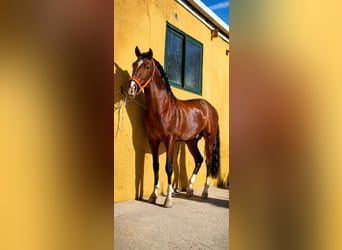 Cruzado, Hengst, 5 Jaar, 160 cm, Lichtbruin