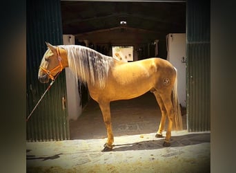 Cruzado Mix, Hengst, 5 Jahre, 165 cm, Pearl