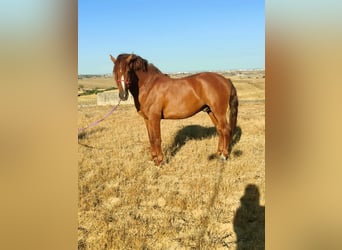 Cruzado, Hengst, 6 Jahre, 150 cm, Fuchs