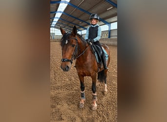 Cruzado Mix, Hengst, 8 Jaar, 152 cm, Zwartbruin