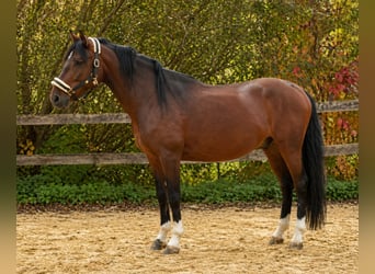 Cruzado Mix, Hengst, 8 Jaar, 152 cm, Zwartbruin