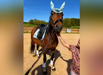 Cruzado Mix, Hengst, 8 Jaar, 152 cm, Zwartbruin